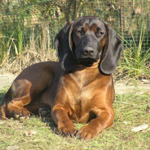 Les Chiens de Rouge Les Chiens de Rouge