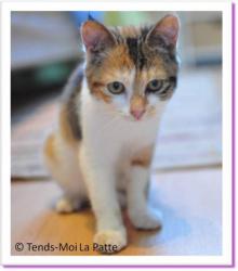 Sidonie, chaton tricolore &agrave; adopter Paris
