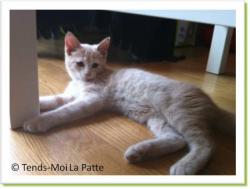 Gustave, chaton roux &agrave; adopter Paris
