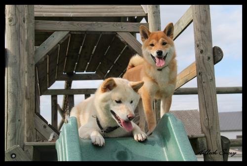 shiba jahh et shin