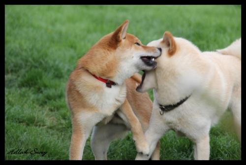 shiba shin