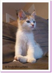 Biscotte, chatonne tricolore &agrave; adopter Paris