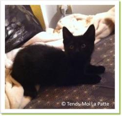 Kirikou, chat &agrave; adopter