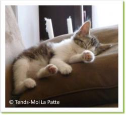 Lucky, chaton &agrave; adopter