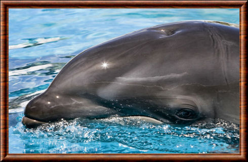 Le whalphin est un animal hybride
