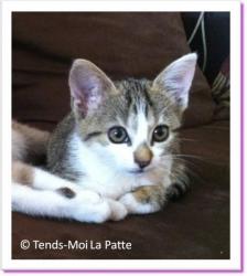 Fidji, chaton &agrave; adopter
