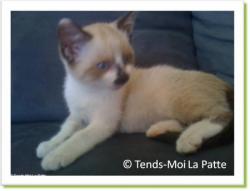 Tessa, chatonne &agrave; adopter Paris