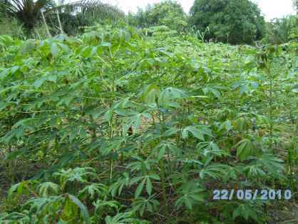 champ de manioc