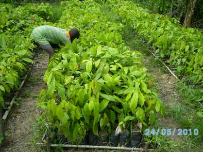 pépinière de cacao