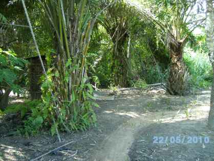 une piste dans la palmeraie