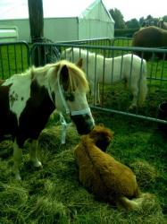 flicka et Becka; M&A 2011