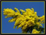 Mimosa