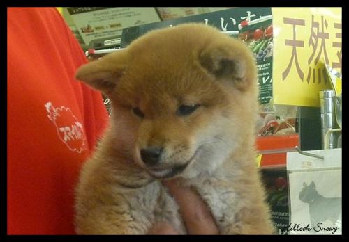 shiba shin