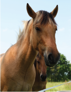 Le cheval mis à contribution