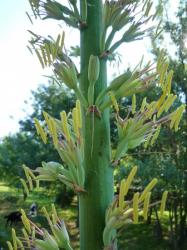 fleur d'agave americana var longisepala