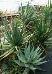 divers aloes