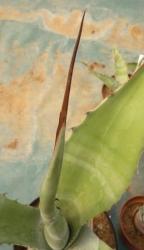 pointe d'agave ferox