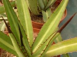 détail d'agave lophantha