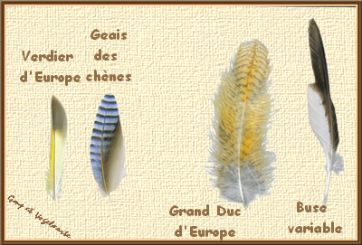 les_plumes