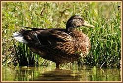col-vert_plumage_eclipse