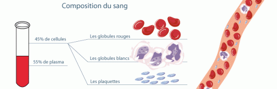 ... le sang : les globules rouges, les globules blancs, et les plaquettes